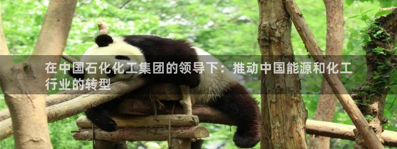 球盟会入口：在中国石化化工集团的领导下：推动中国能源和化工
