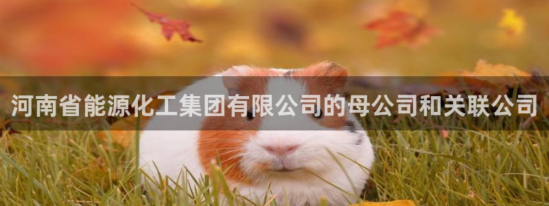 球盟会可以提现么：河南省能源化工集团有限公司的母公司和关联公