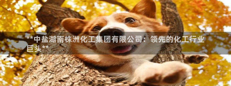 球盟会最新活动：**中盐湖南株洲化工集团有限公司：领先的化工